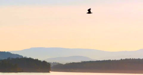 4K Soaring Bird at Dusk over Ocean Islands Vidéo 41454755