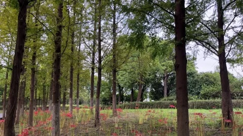 4K Soft Natural Light Redwood Forest Red Spider Lilies Stock Footage 345460464
