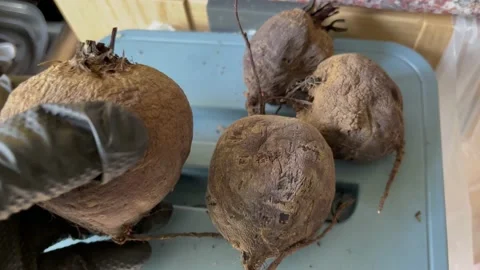 4K soften too old beetroots to be recycled Stock Footage 212079386