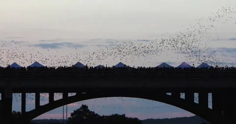 4K Spectacular View Of Bats Taking Flight Congress Avenue Bridge during Bat Fest Stock Footage 142317977