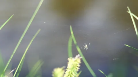 4K spider clings to web on windy day with blades of grass around. Stock Footage 55259988