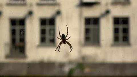 4K. Spider holding on its cobweb near a canal in Ghent, Belgium. Cobweb moves. Stock Footage 104959301