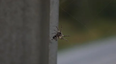 4K - Spider making a web on a bridge Stock Footage 42245248