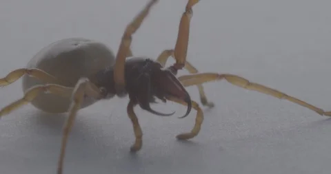 4K Spider Shot On Macro Close Up Stock Footage 88402226