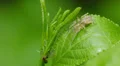 4K Spider Waits for an Ant 1 4k or 4k+ Resolution