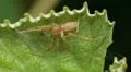 4K Spider Waits For Prey 1 4k or 4k+ Resolution