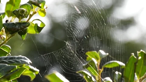 4K Spider in Web Stock Footage 80550750