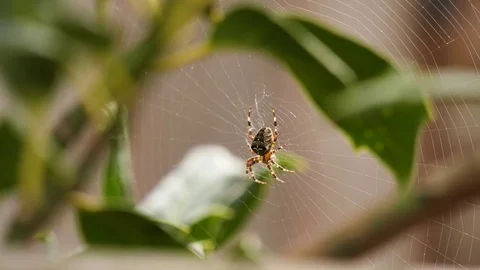 4K Spider in Web Stock Footage 80550751