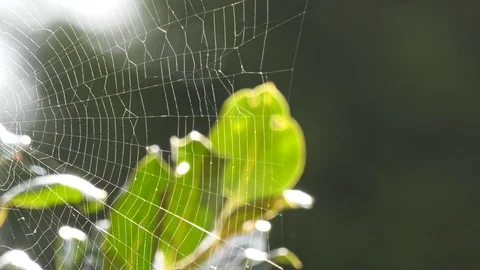 4K Spider in Web Stock Footage 80550788