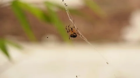 4K Spider in Web Stock Footage