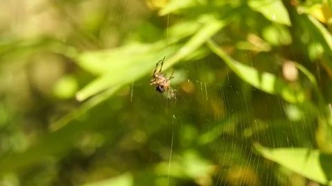 4K Spider in Web Stock Footage 80551446