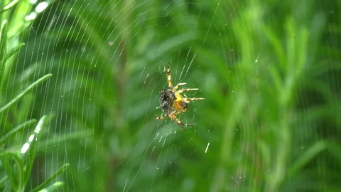 4K Spider in Web Stock Footage 80551592
