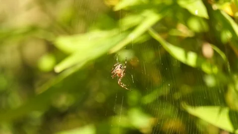 4K Spider in Web Stock Footage 80551865
