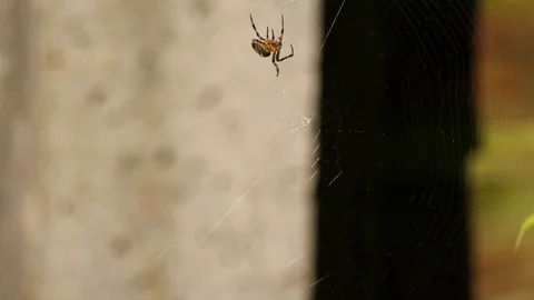 4K Spider in Web Stock Footage