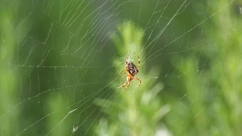 4K Spider in Web Video stock 80552358