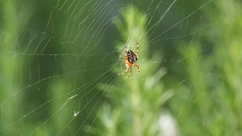 4K Spider in Web Video stock 80552794