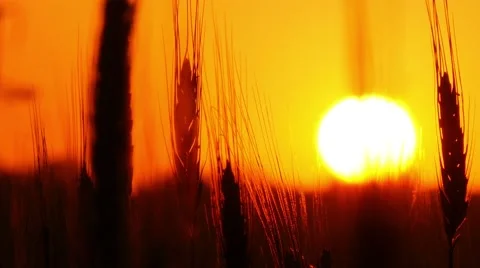 4k , spikelets of wheat against the background of the setting sun 2 Stock-Footage 50328072
