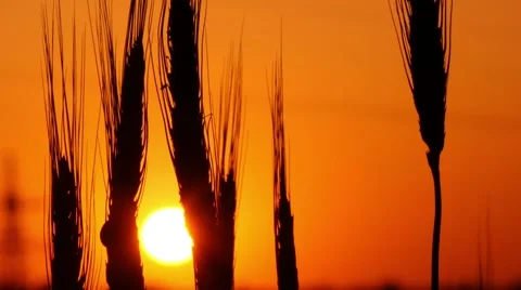 4k , spikelets of wheat against the background of the setting sun 1 Stock Footage 50328170