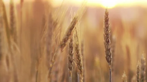 4k, spikelets of wheat at sunset 1 Stock-Footage 50328468