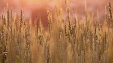 4k, spikelets of wheat at sunset  2 Stock-Footage 50328199
