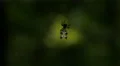 4K Spined Micrathena (Micrathena gracilis) Spider - Female Spinning Web 5 4k or 4k+ Resolution