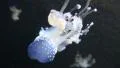4k Spotted Jellyfish closeup tracking blue illumination rotating tank 4k or 4k+ Resolution