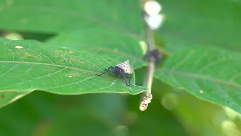 4K Spotted Lantern Fly on Leaf Vídeos de archivo 204041102