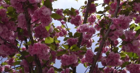 4K, Spring blossom on the trees and flowers Stockbeeldmateriaal 49942535