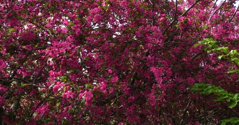 4K, Spring blossom on the trees and flowers Stockbeeldmateriaal 49942582