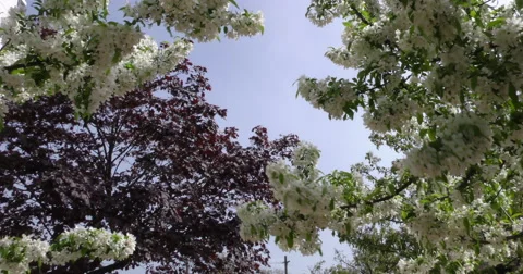 4K, Spring blossom on the trees and flowers Vídeo Stock 49942620
