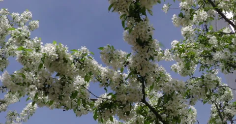 4K, Spring blossom on the trees and flowers Stockbeeldmateriaal 49942899