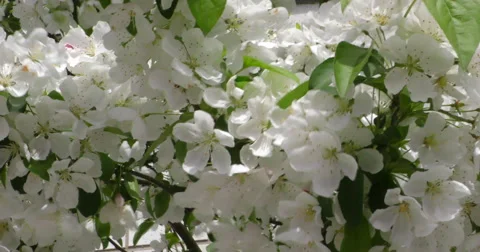 4K, Spring blossom on the trees and flowers Vídeo Stock 49942975