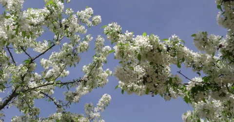 4K, Spring blossom on the trees and flowers Stockbeeldmateriaal 49943075