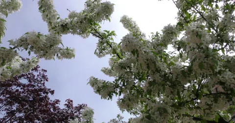 4K, Spring blossom on the trees and flowers Stockbeeldmateriaal 49943081