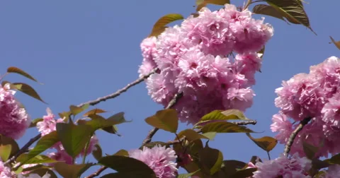 4K, Spring blossom on the trees and flowers Vidéo 49943322