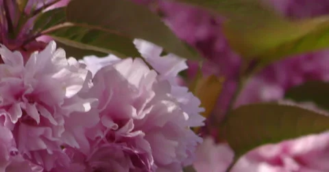 4K, Spring blossom on the trees and flowers Stockbeeldmateriaal 49943346