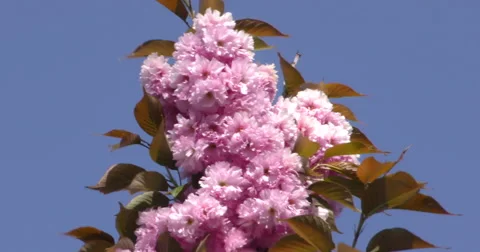 4K, Spring blossom on the trees and flowers Vidéo 49943386