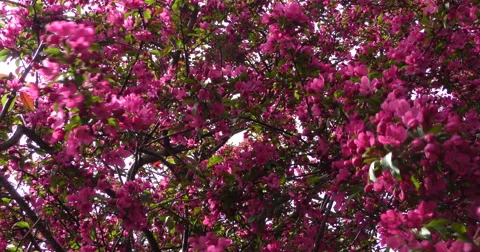 4K, Spring blossom on the trees and flowers Stockbeeldmateriaal 49943567