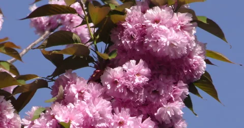 4K, Spring blossom on the trees and flowers Stockbeeldmateriaal 49943691