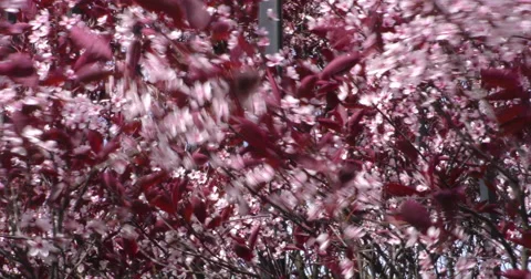 4K, Spring blossom on the trees and flowers Video stock 49944033