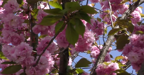 4K, Spring blossom on the trees and flowers Stockbeeldmateriaal 49944046