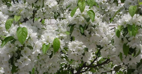 4K, Spring blossom on the trees Stockbeeldmateriaal 49942824