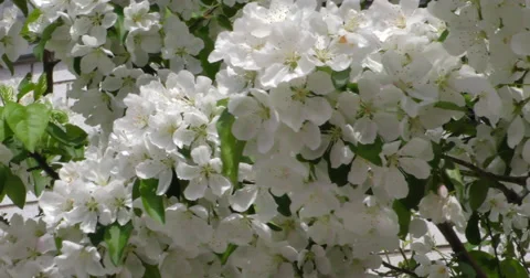 4K, Spring blossom on the trees Vidéo 49943134