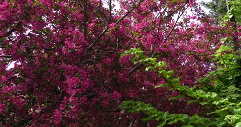 4K, Spring blossom on the trees Stockbeeldmateriaal 49943135