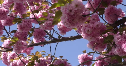 4K, Spring blossom on the trees Stockbeeldmateriaal 49943272