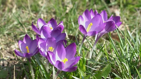 4K Spring Crocus Blooms in Green Grass Sunlight Macro Close-Up Delicate Pur.. Stock Footage 334055634