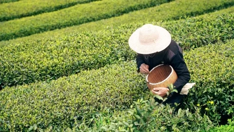 4K spring farmer uncle picking spring tea real shot video Stock Footage 334099007