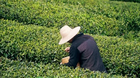 4K spring farmer uncle picking spring tea morning tea real shot video Stock Footage 334099069