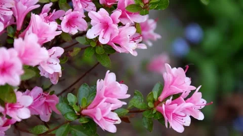 4K Spring Flowers Vídeos de archivo 50587614