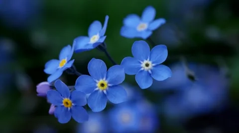 4K Spring Flowers Vídeo Stock 50587626